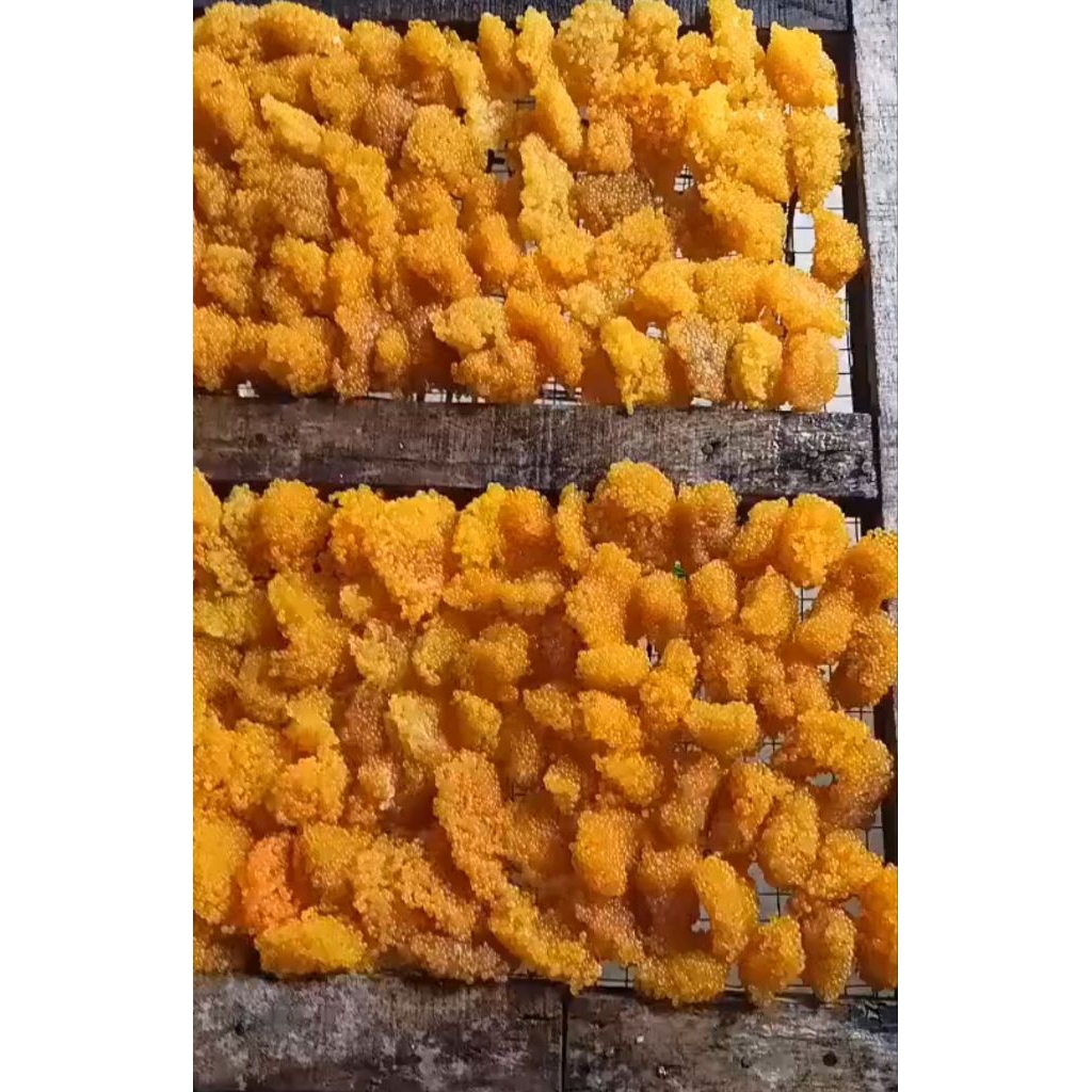 Ts lobang yupie  telur ikan sapu-sapu umpan gacor Galatama/harian bawal , lele dan gurame