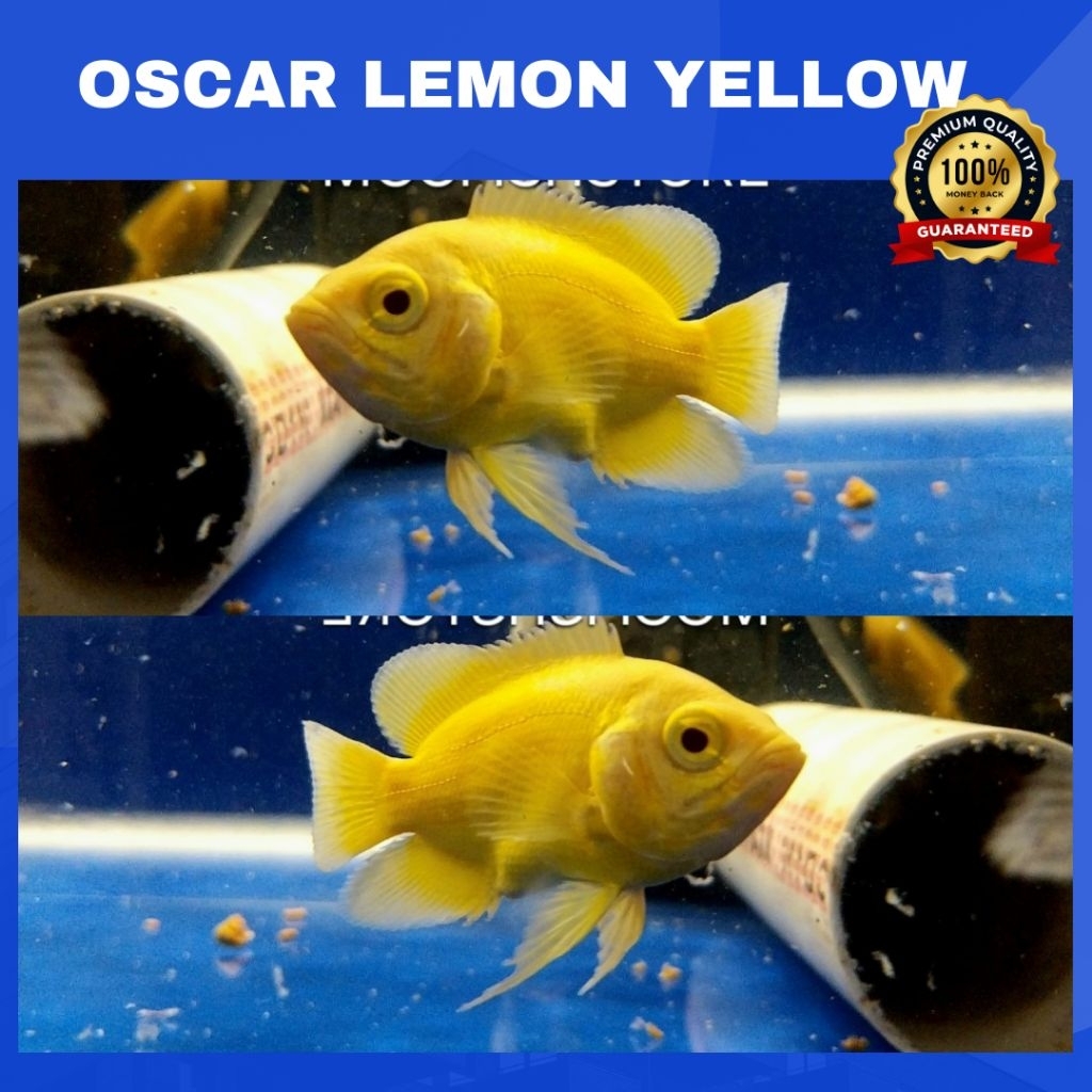 OSCAR LEMON - SUPER YELLOW Grade AAA++ SUPER KUNING | Hiasan Aquarium - Berkualitas