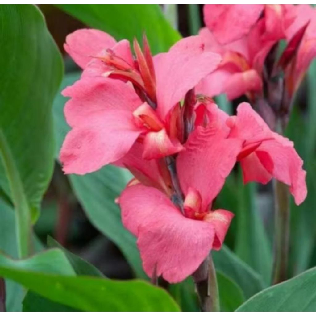 Tanaman hias pisang kana - pohon pisang cana - bunga
