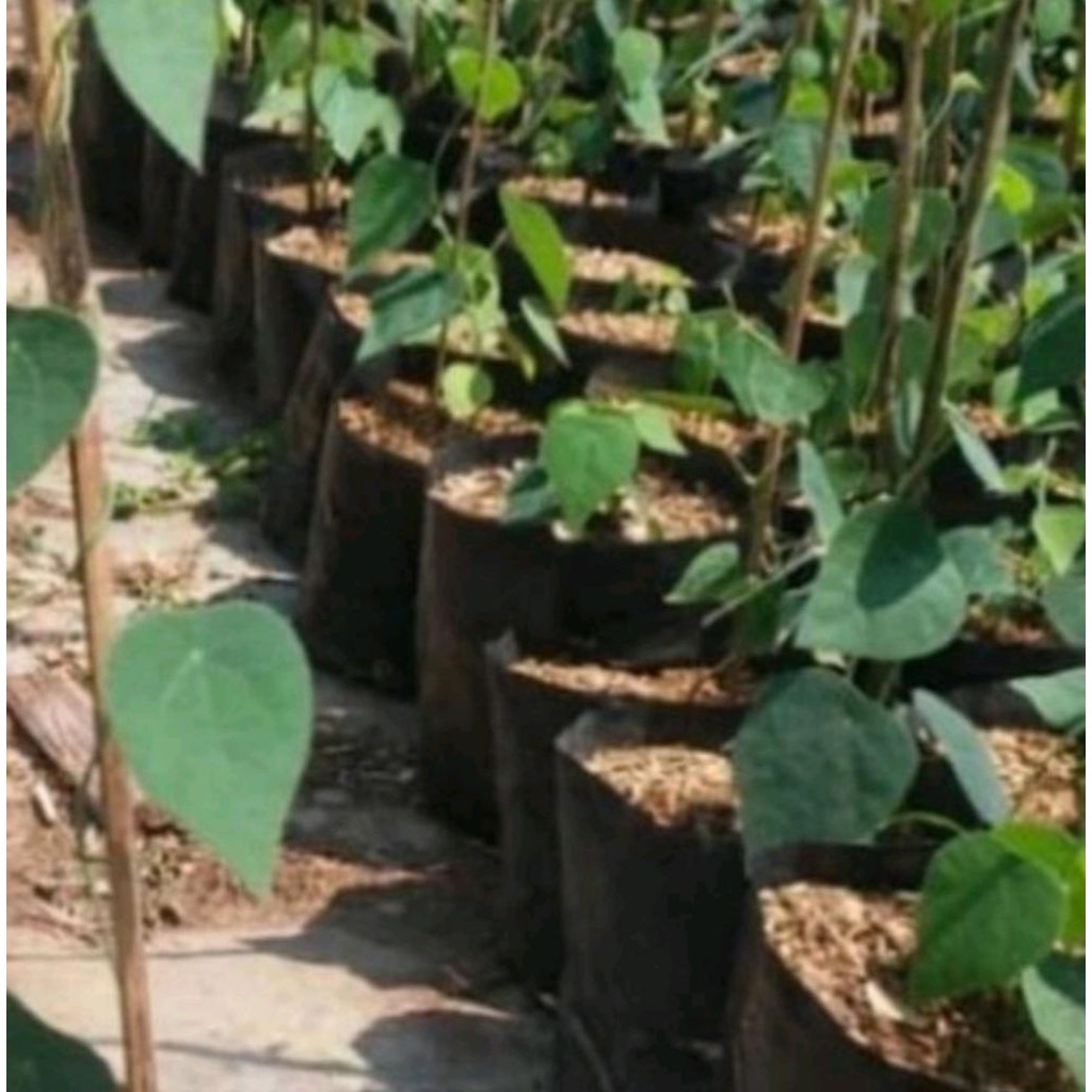 pohon cincau bulu/cincau hijau Tanaman Herbal Bibit Pohon Cincau Daun cincau