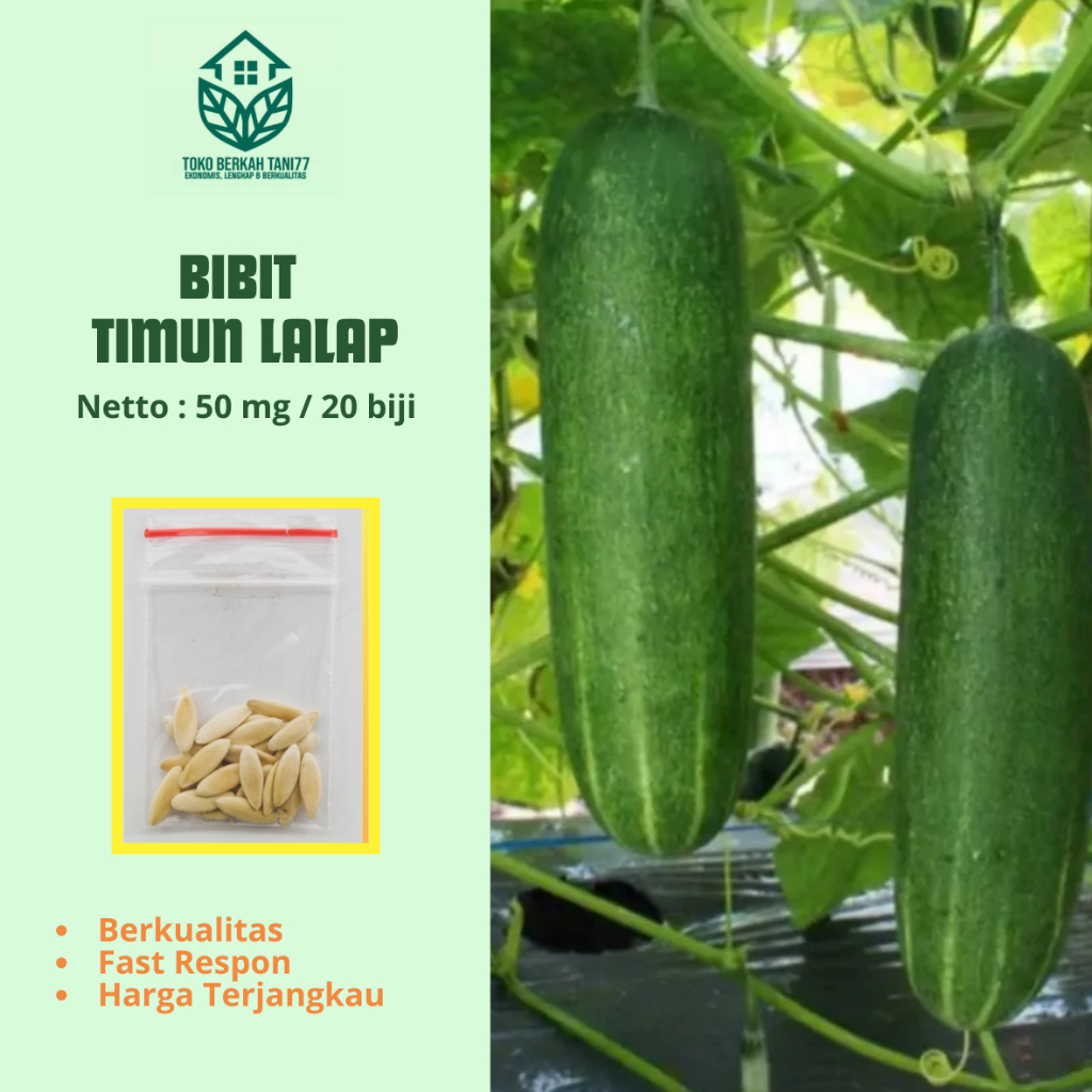 Benih  Timun Lalap Bibit Timun Lalap Hijau F1 Unggul Berkualitas Bibit Sayur Sayuran