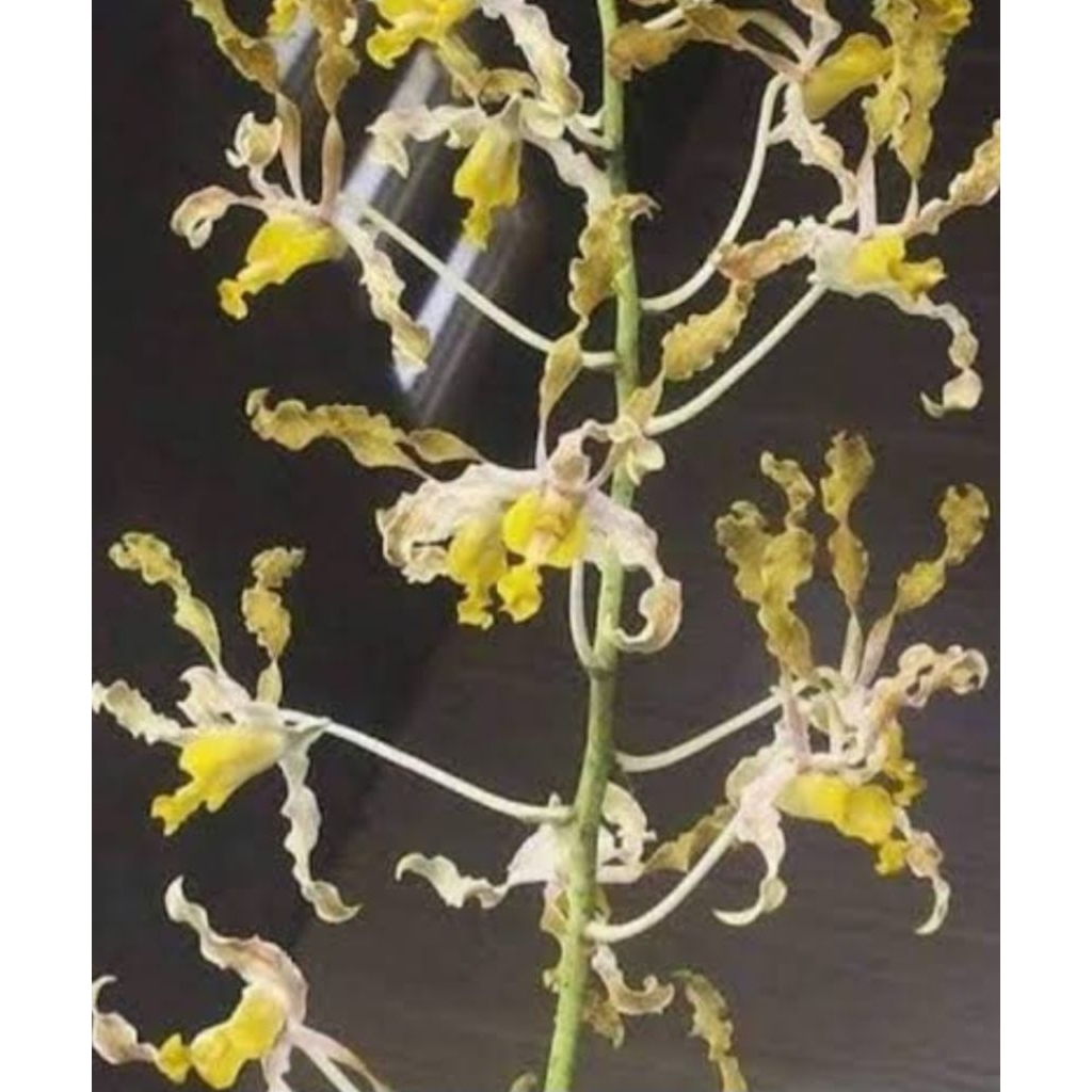 Anggrek dendrobium discolor tanibar