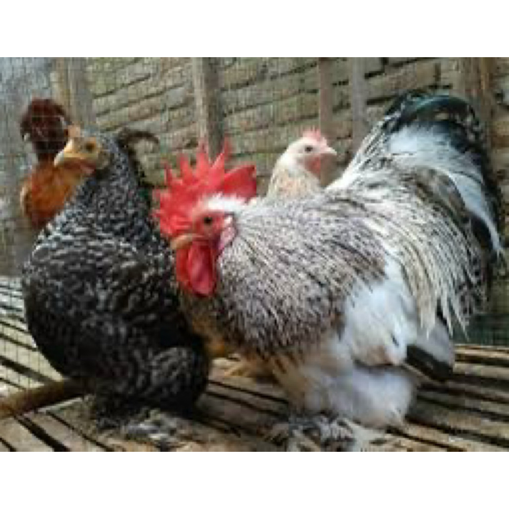 

TELUR FERTIL AYAM BANAM CHOCIN UNTUK DITETASKAN