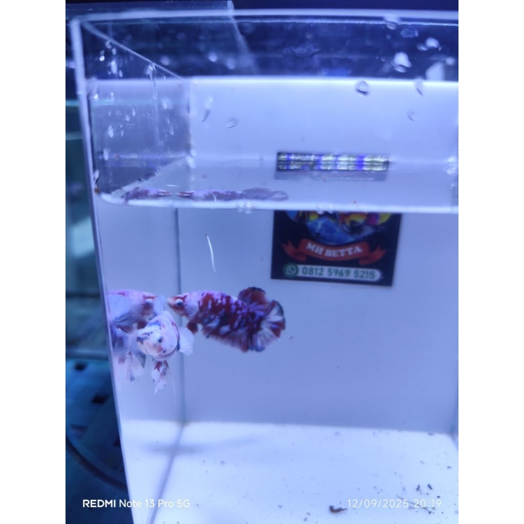 red koi cooper + bluerim