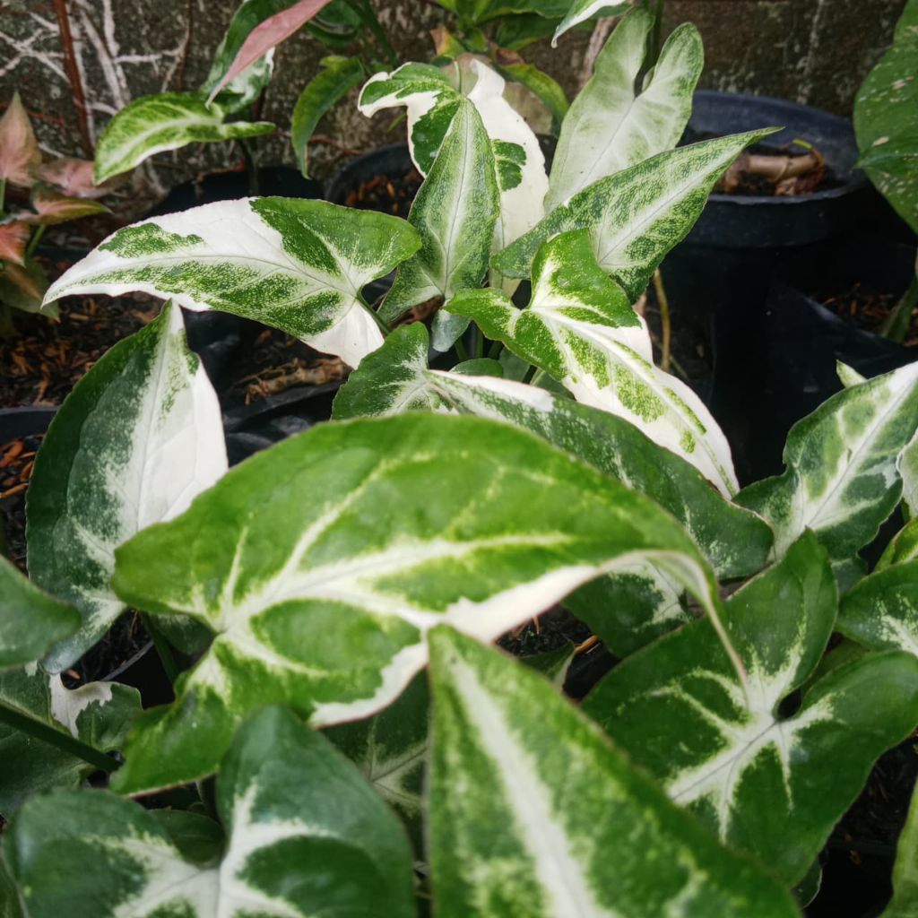SYNGONIUM T25