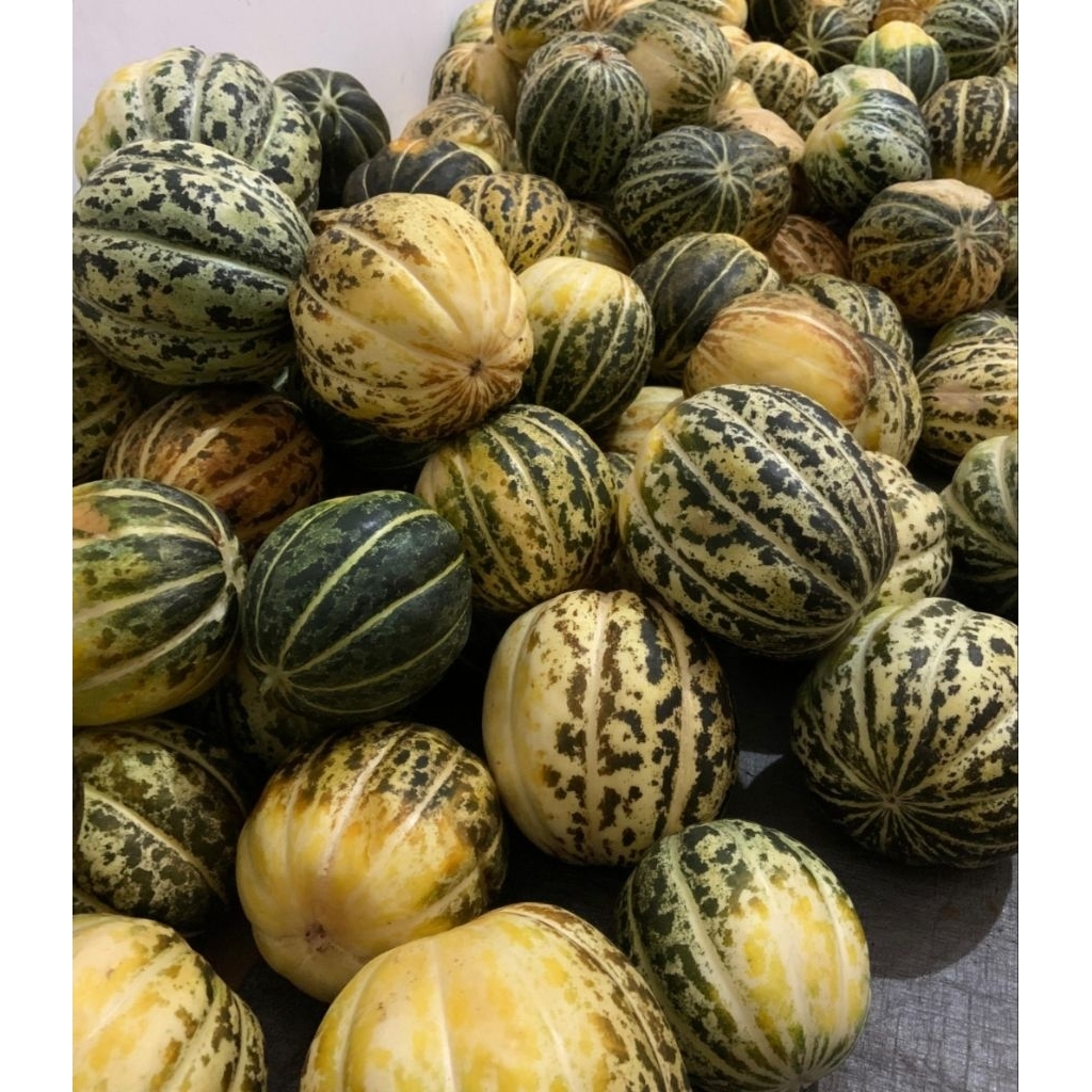 garbis manis blewah manis