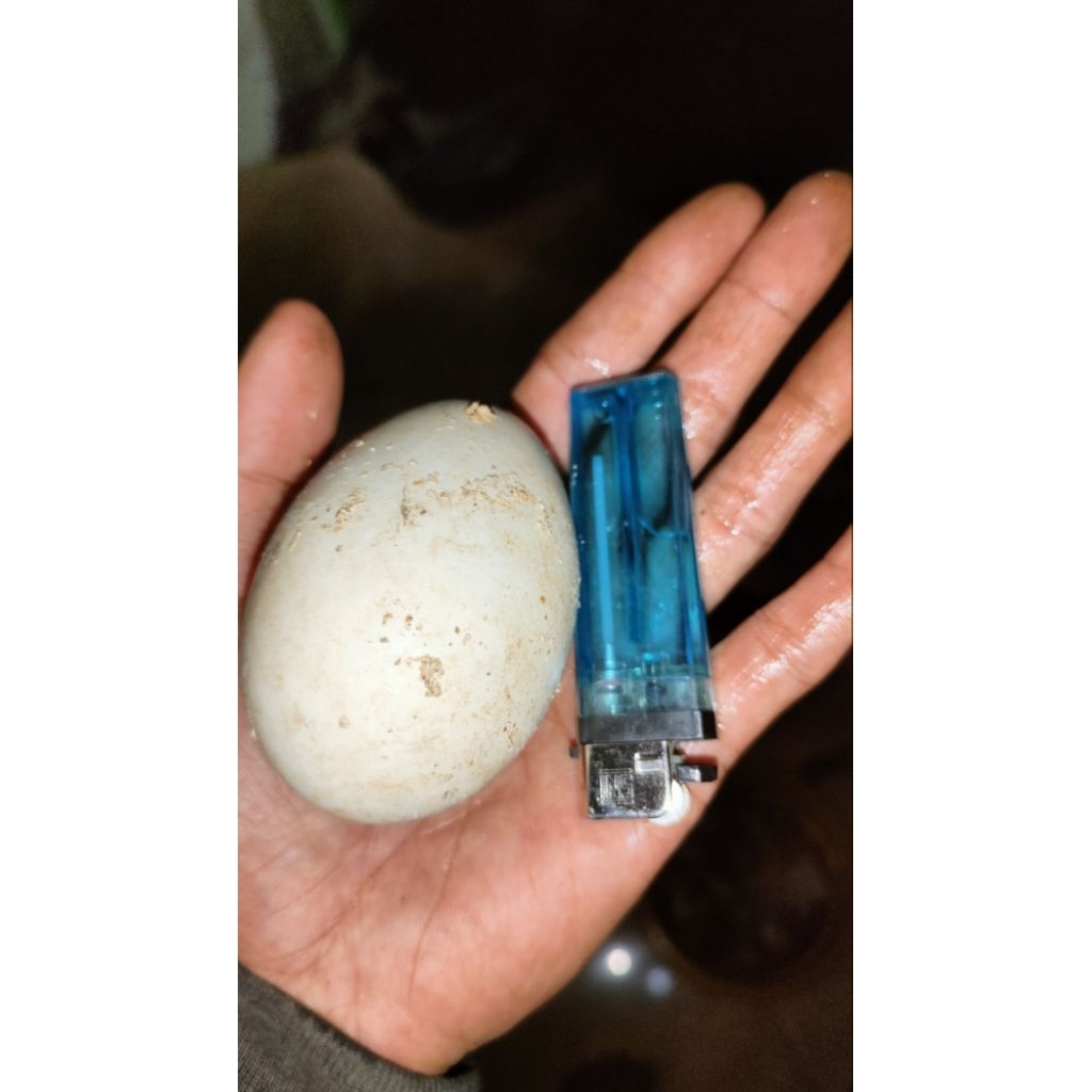 

TELUR SOANG/ ANGSA Kacingcalang