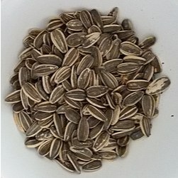 

kuaci matahari asin / biji bunga matahari asin