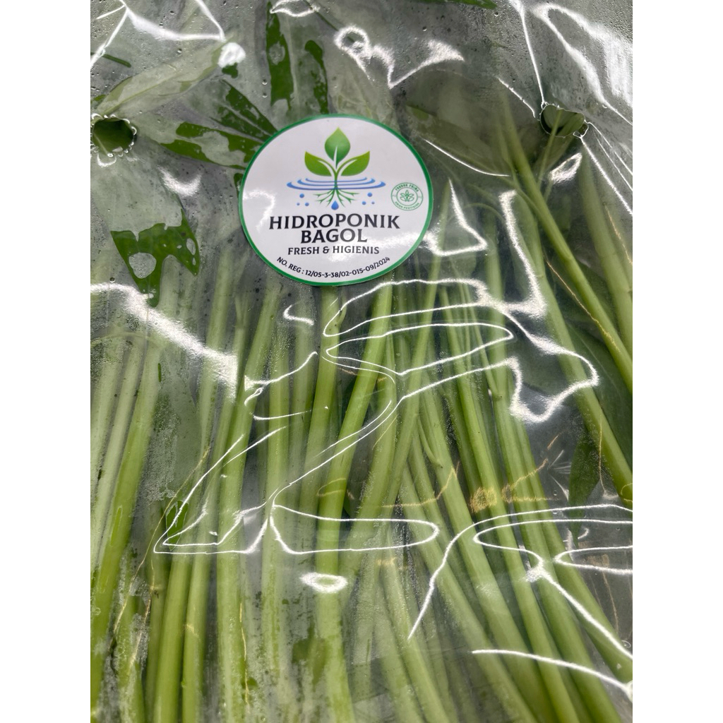 

KANGKUNG HIDROPONIK