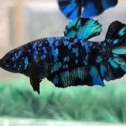 cupang Avatar,ct Black Orchid, yellow cooper