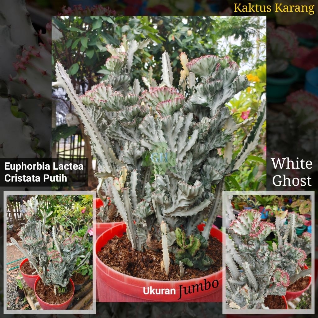 Tanaman Hias Kaktus Euphorbia Lactea White Ghost Cristata Putih/Silver (Ekstra Jumbo)
