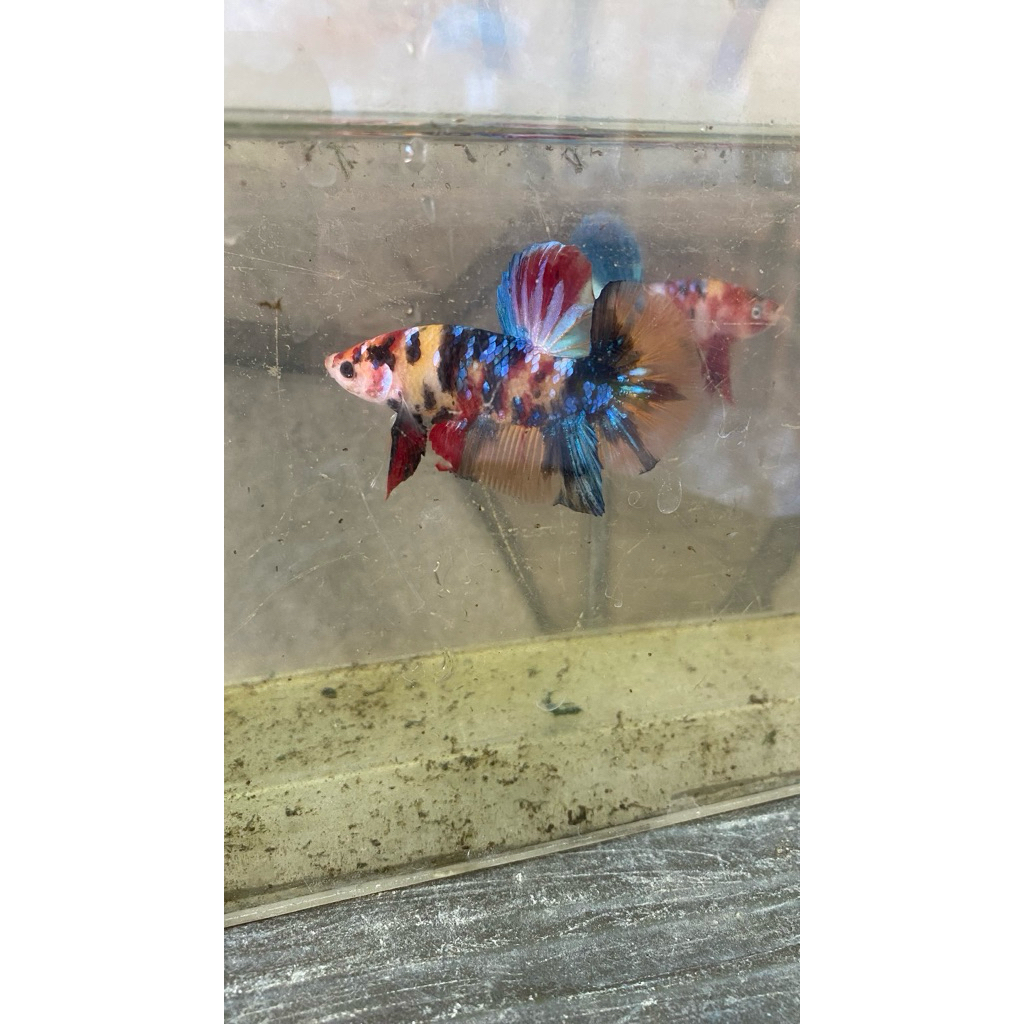 Bahanan cupang giant multicolor kualitas grade 3,5 bulan ajib