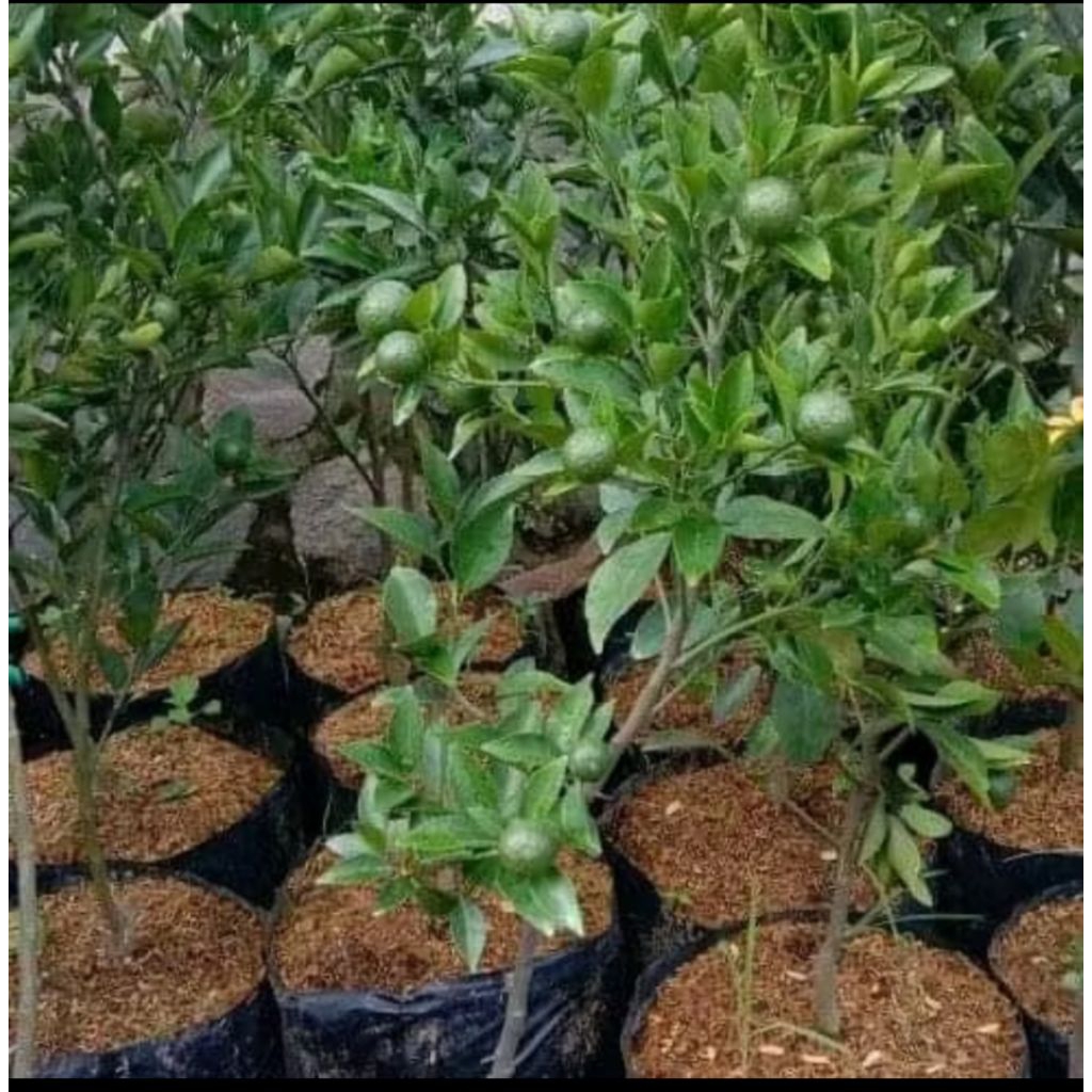 

bibit jeruk Santang madu kondisi berbuah lebat