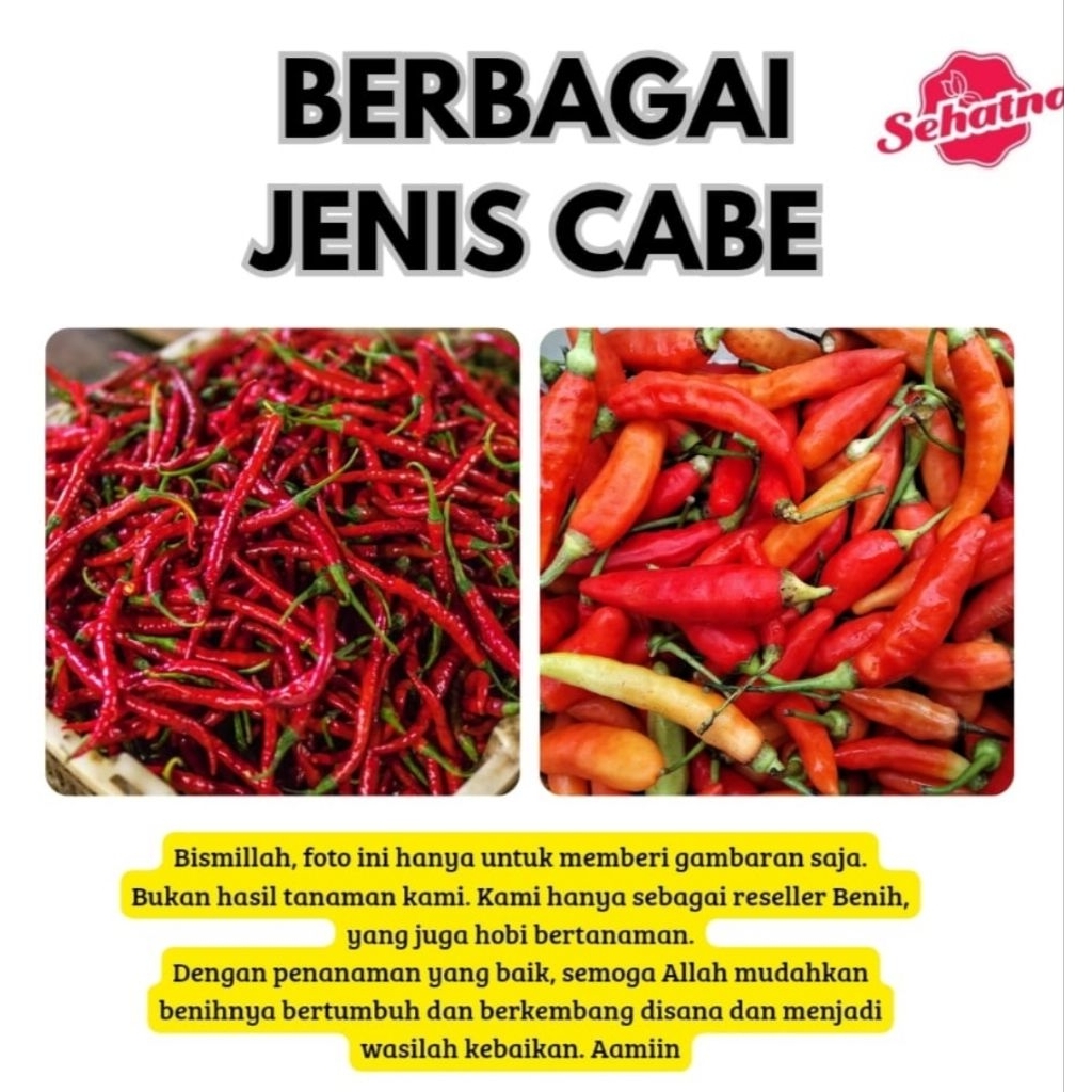 BENIH CABE RAWIT ORION F1 | CABE MERAH RAKSASA | CABE MERAH KERITING BENIH SAYUR