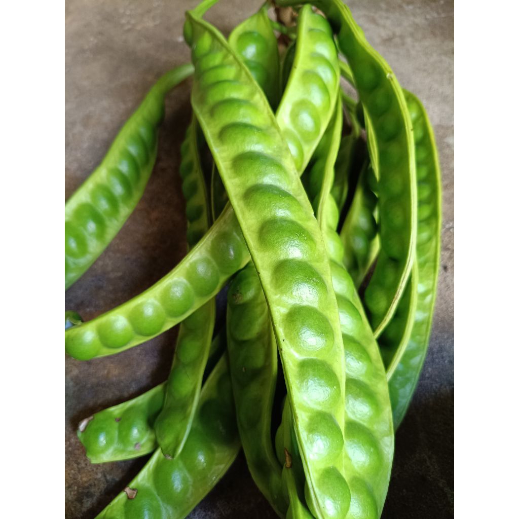 PETAI PADI PANJANG DAN BESAR