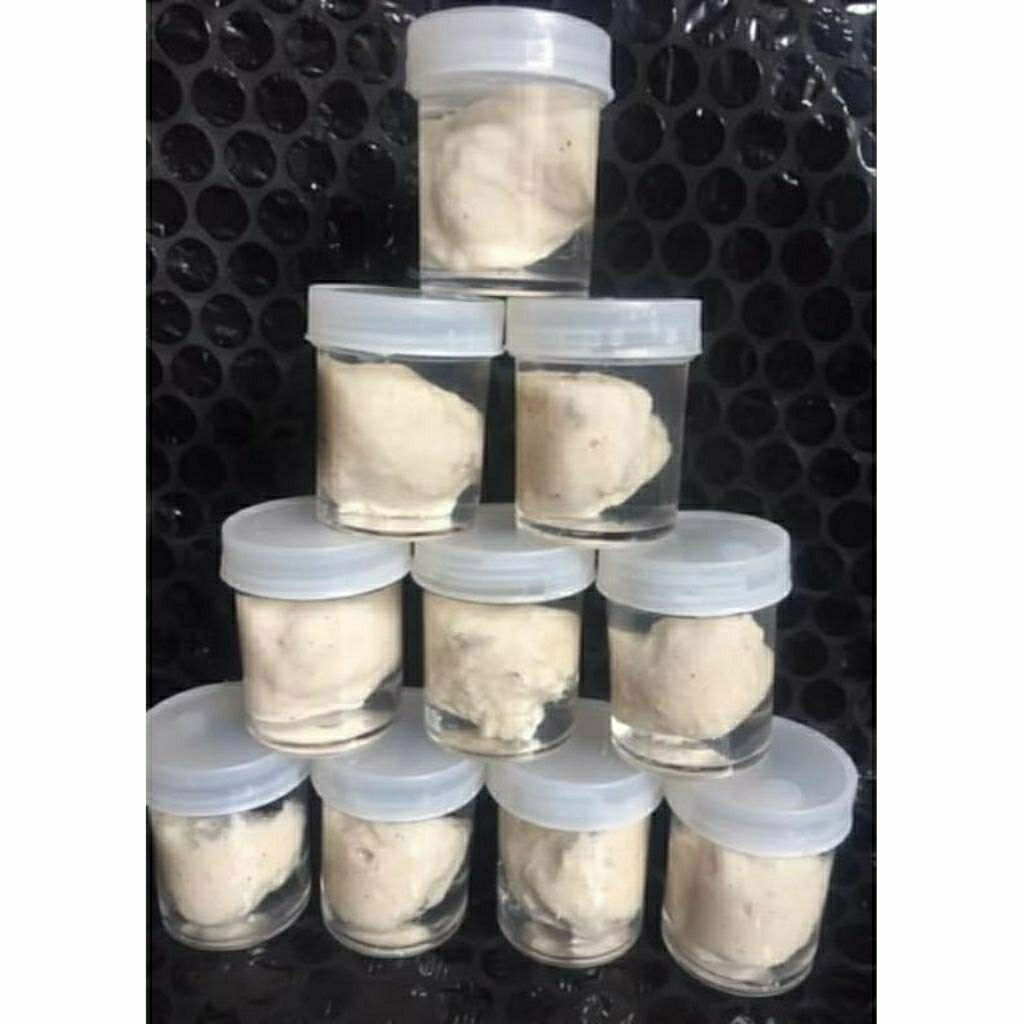 pulut burung siap pakai