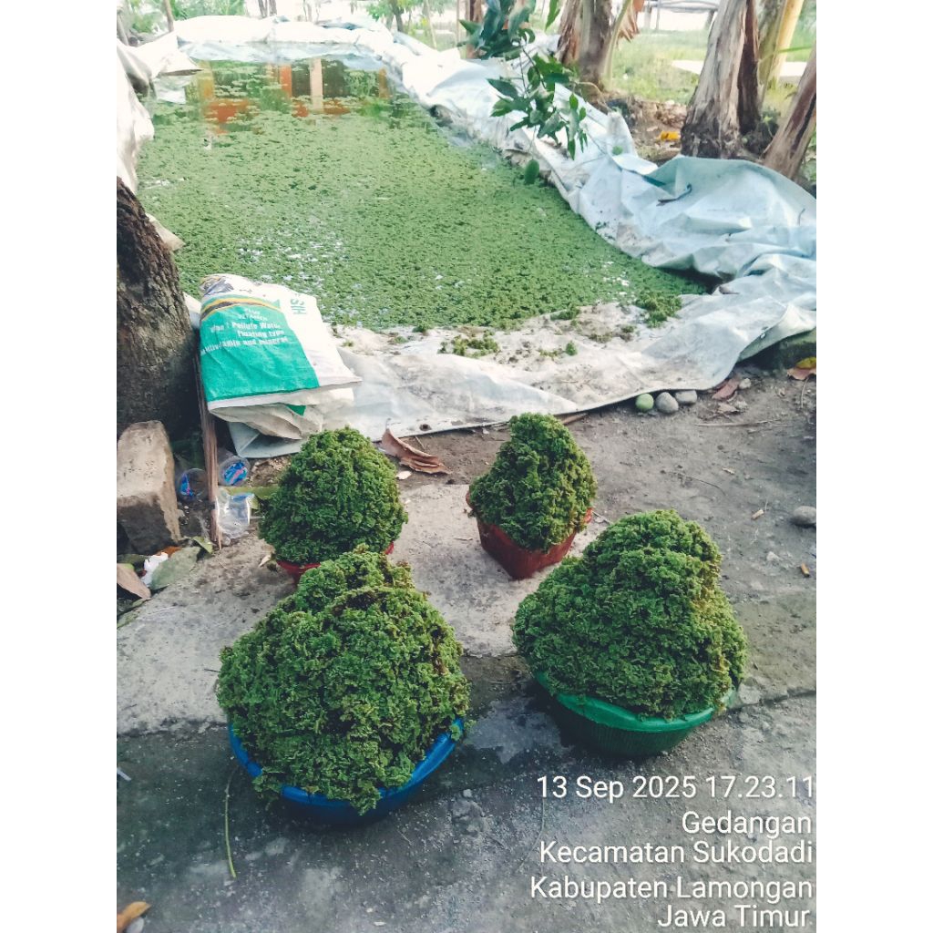 AZOLLA kering 500 gr