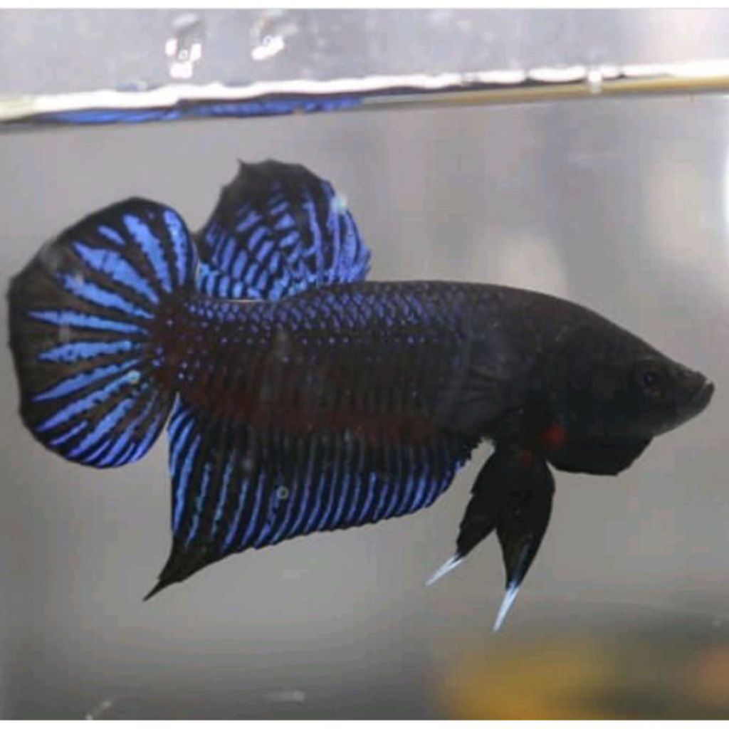 Cupang Fighter Aduan Thailand Silangan MDS Medan Super Rawatan Siap Ngadu