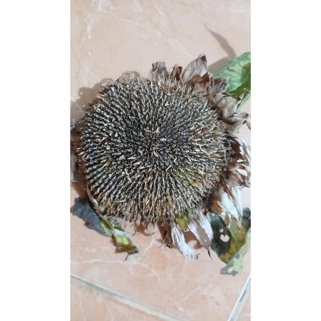 Benih Bunga Matahari