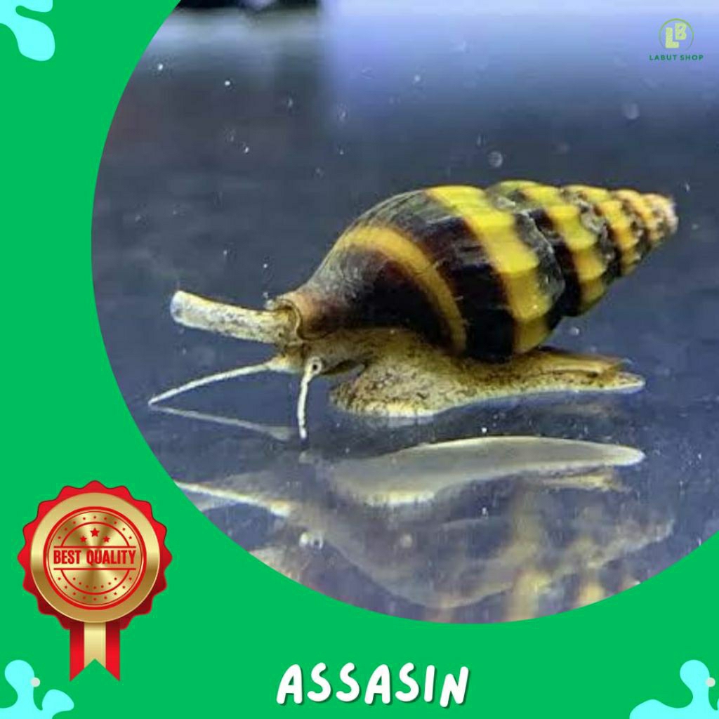 Assasin ( ISI 10) Keong Assasin pembasmi hama aquarium