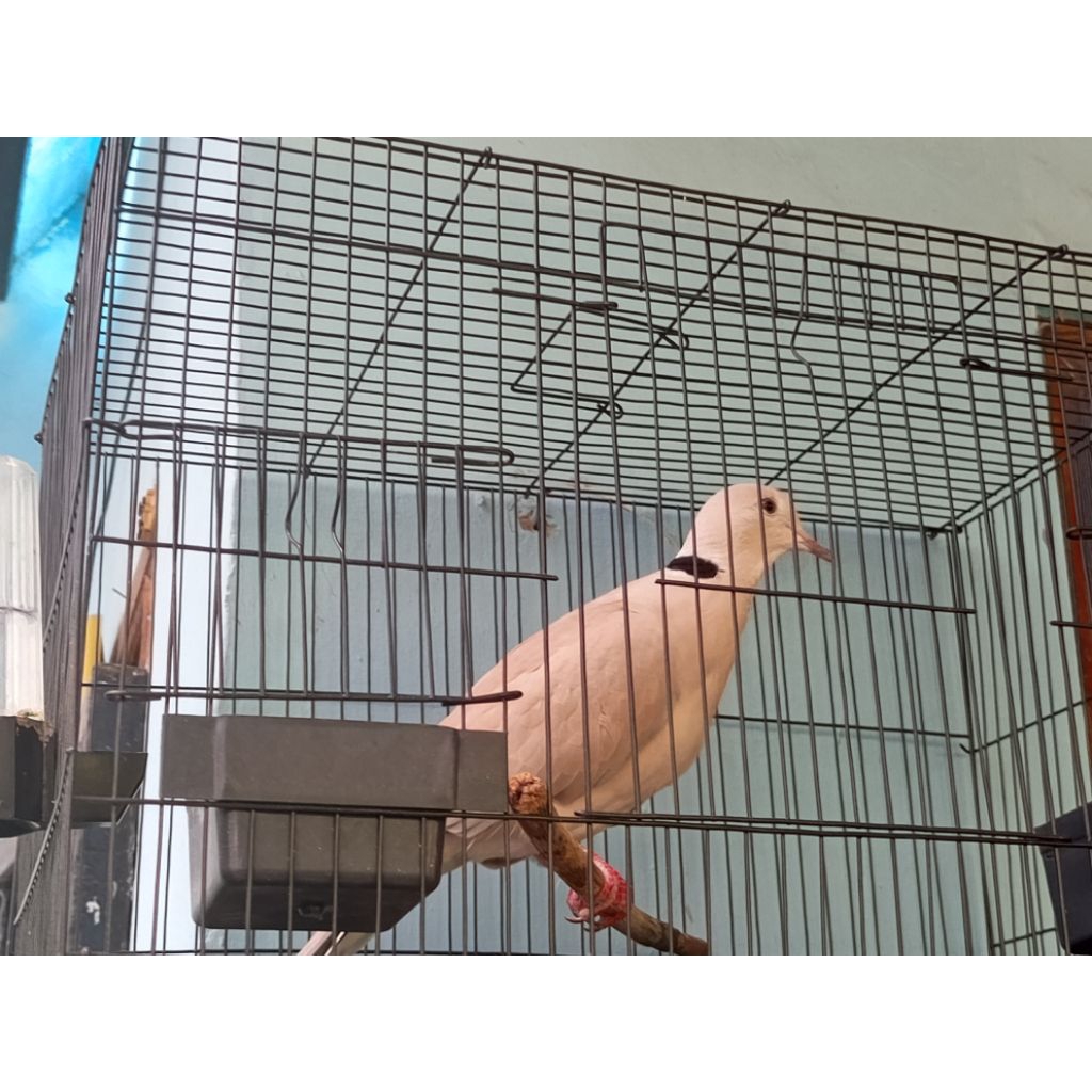 Burung Puter pelung asli, JANTAN dewasa, rajin bunyi, suara panjang ( harga diskon )