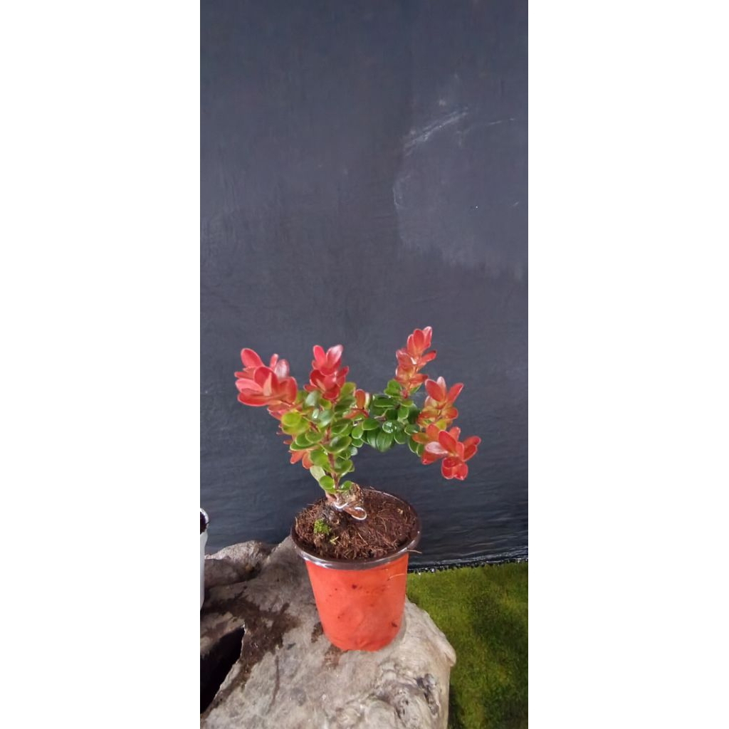 bonsai bahan santigi gunung