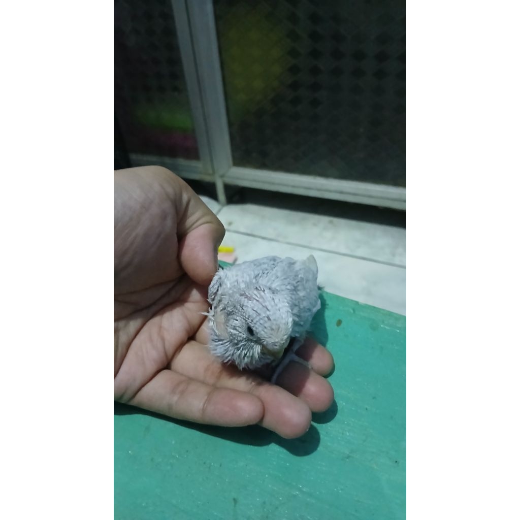 anakan burung parkit