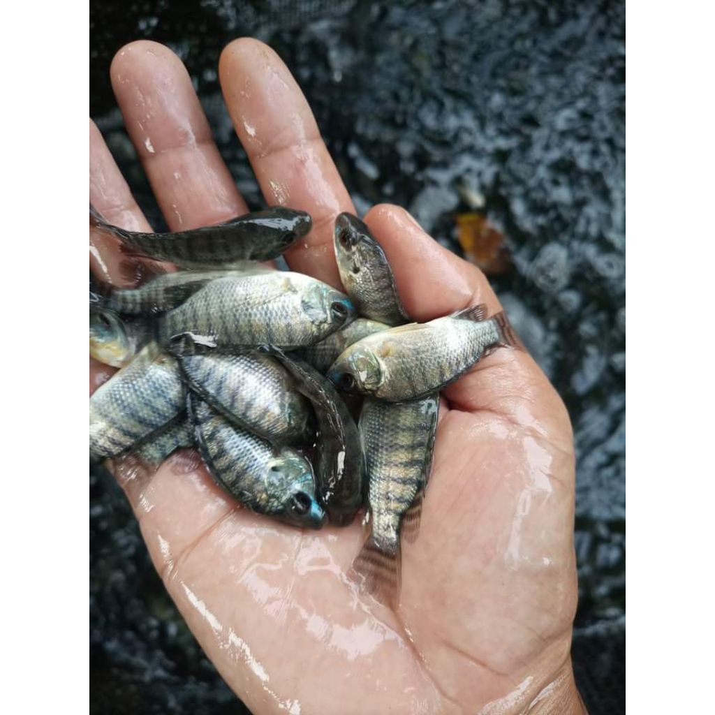 bibit ikan nila hitam ukuran korek gas