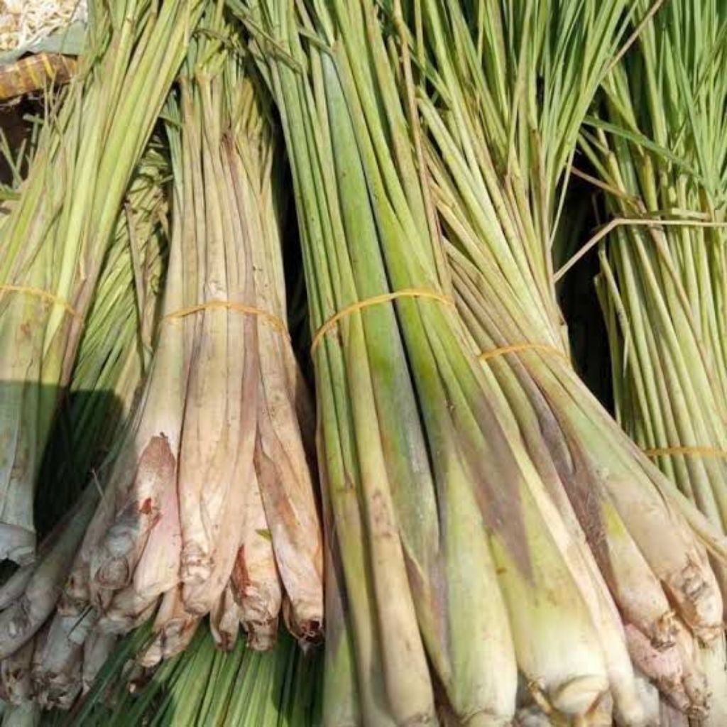 

Daun batang Serai Sere Sereh 1 ikat FRESH SETIAPHARI