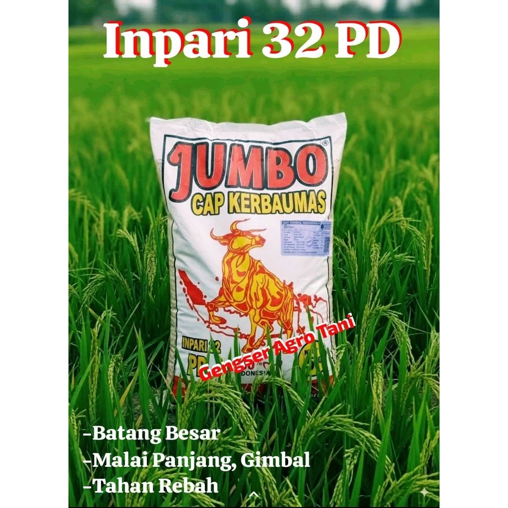 Terlaris...  BIBIT BENIH PADI INPARI 32 PD JUMBO Cap KERBAUMAS JAMINAN ORIGINAL