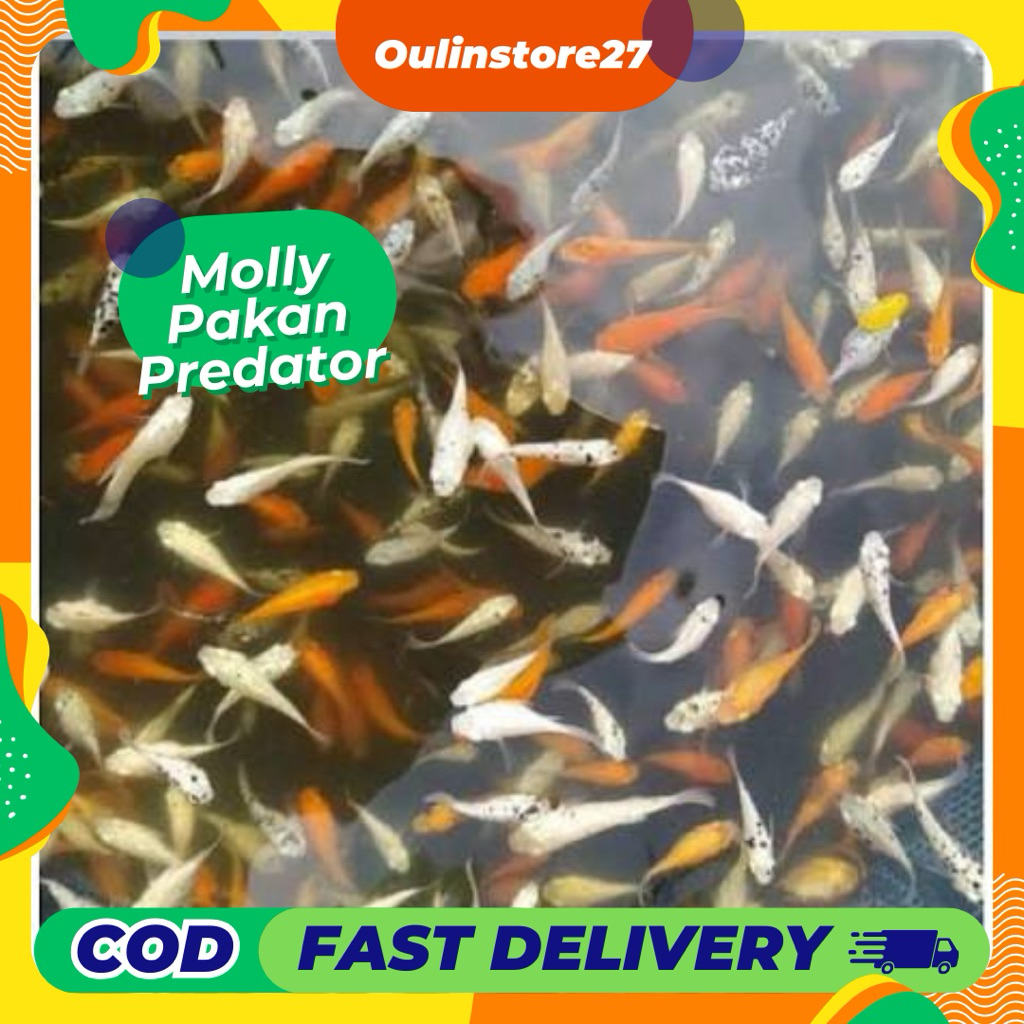Molly Pakan Ikan Predator Isi 100