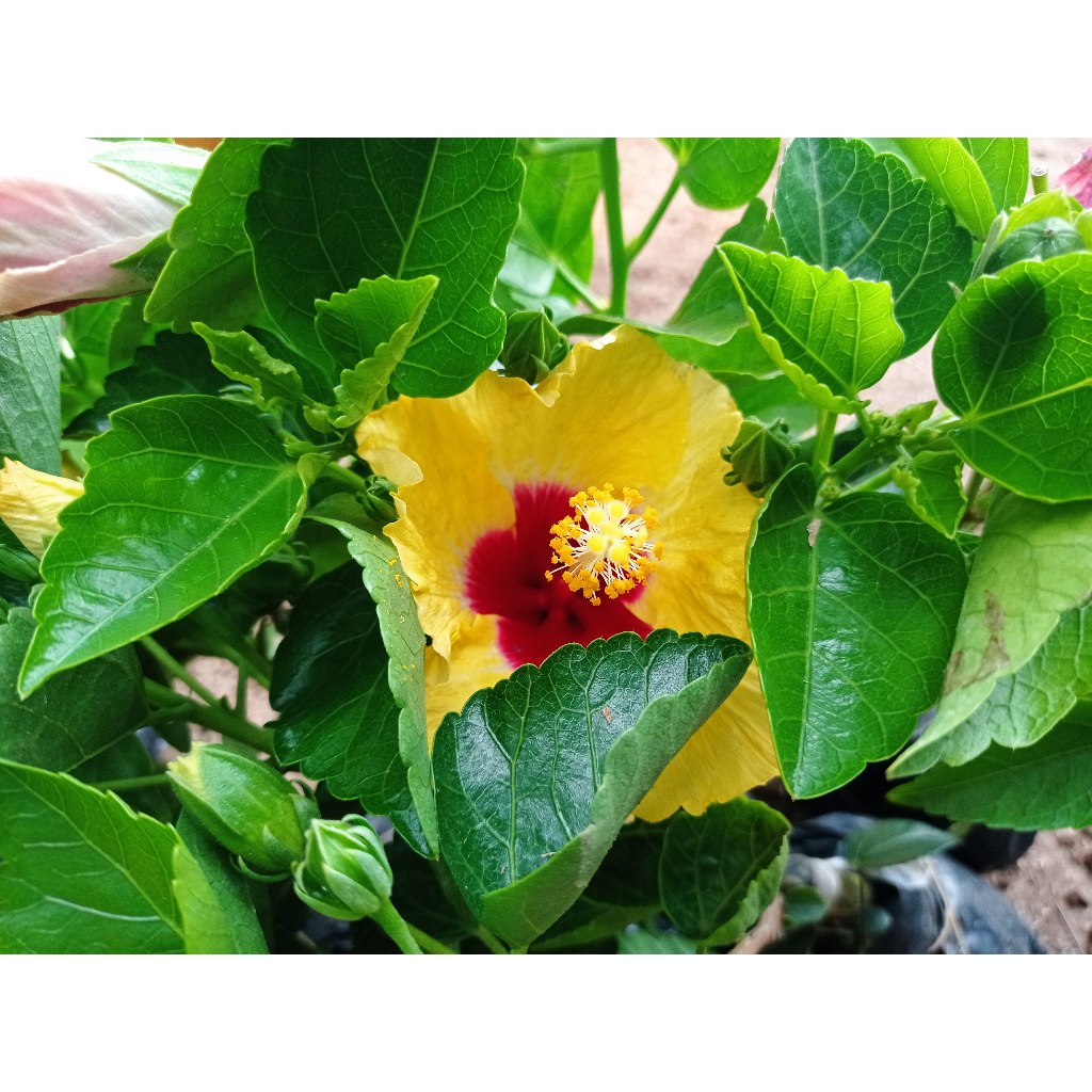 Bunga Sepatu Atau Hibiscus - Bunga Sepatu - Bibit Bunga Hias - Bibit Bunga Sepatu-Hibiscus