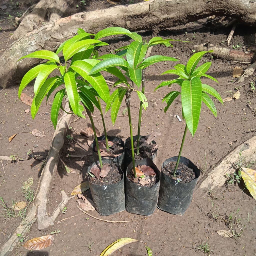 Bibit Mangga Yuwen 6