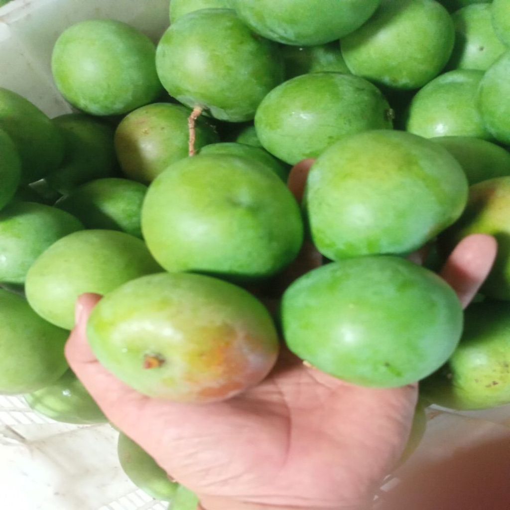 mangga muda apel kecil mangga rujak segar