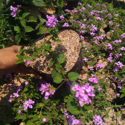 Tanaman Hias Lantana - Lantana ungu - Lantana kuning - Lantana putih - Tembelekan