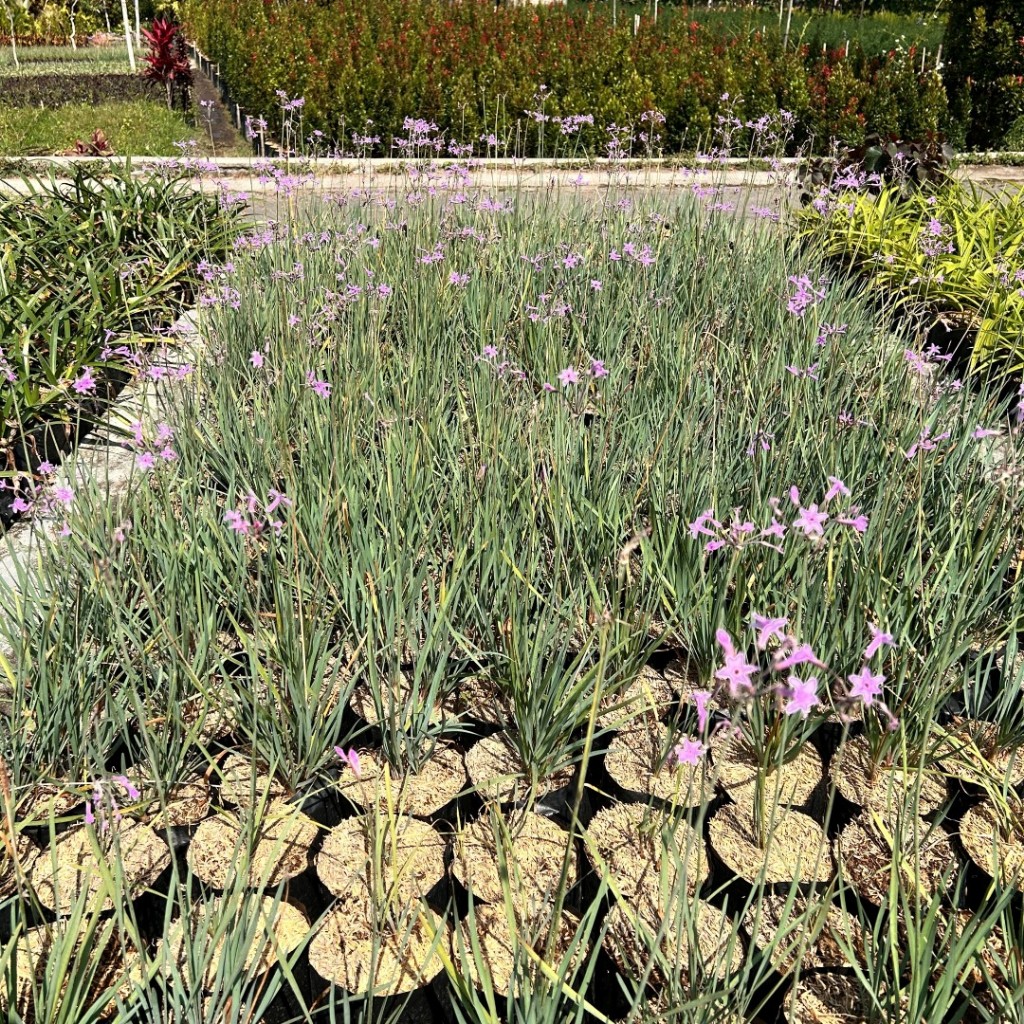 Tanaman Hias Rumput Kucai - kucai mini - rumput hias