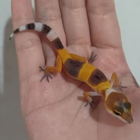 Custom Order Gecko SHTCTB ( TANG 25-7 )