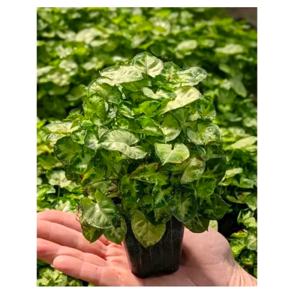 Tanaman Hias Syngonium Liliput Mini-Syngonium Mini Liliput Caladium