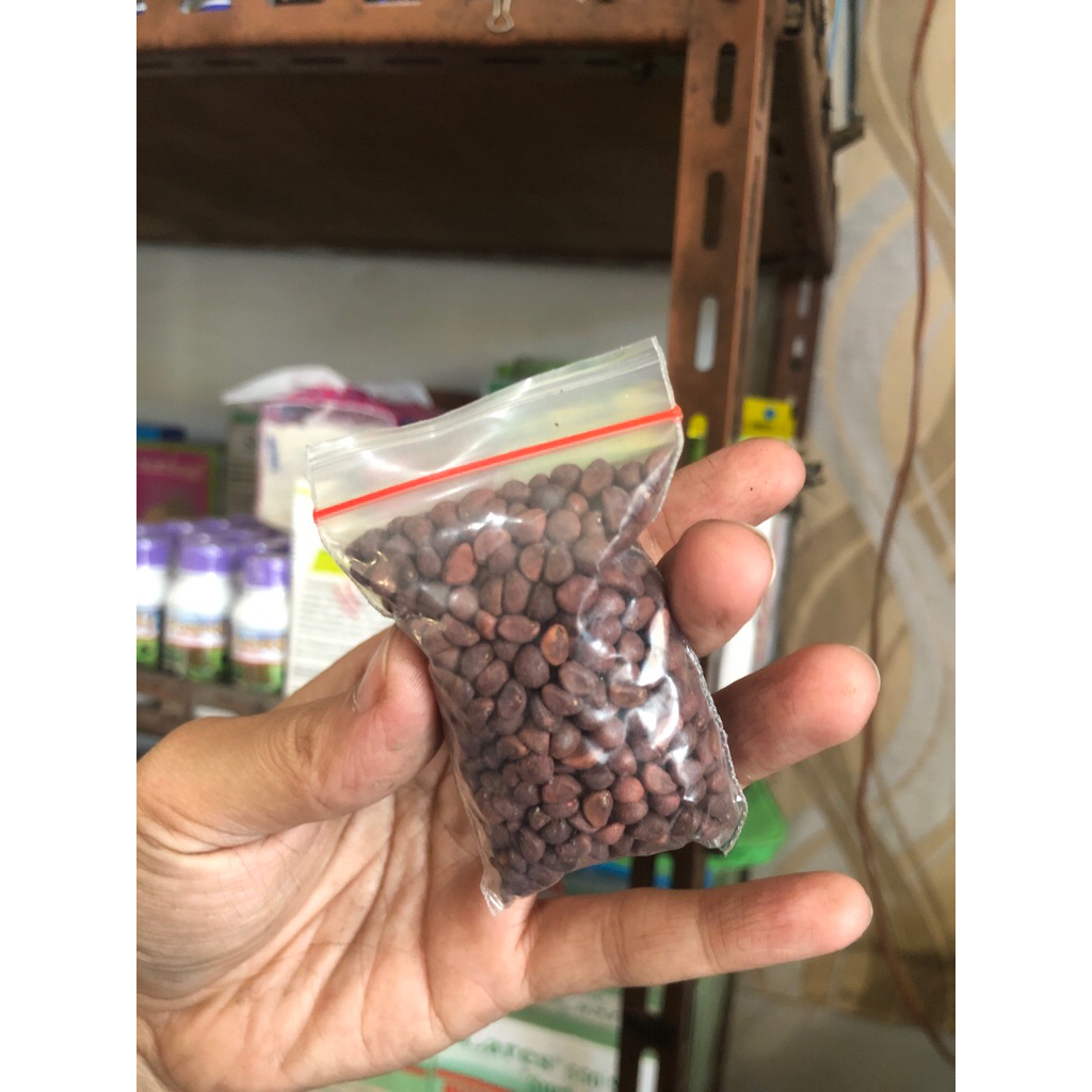 BIBIT KANGKUNG DARAT 10 gram