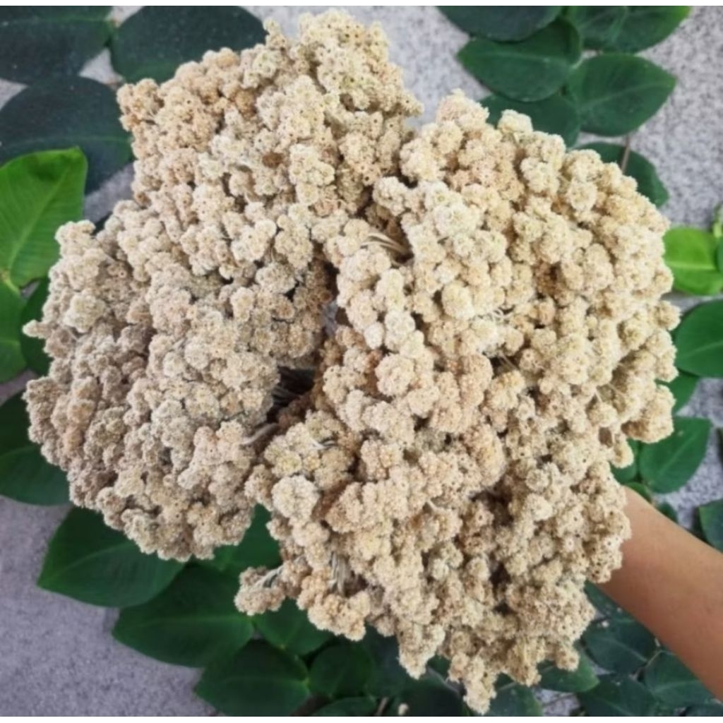 bunga kering edelweis tanaman gandum kering (asli)