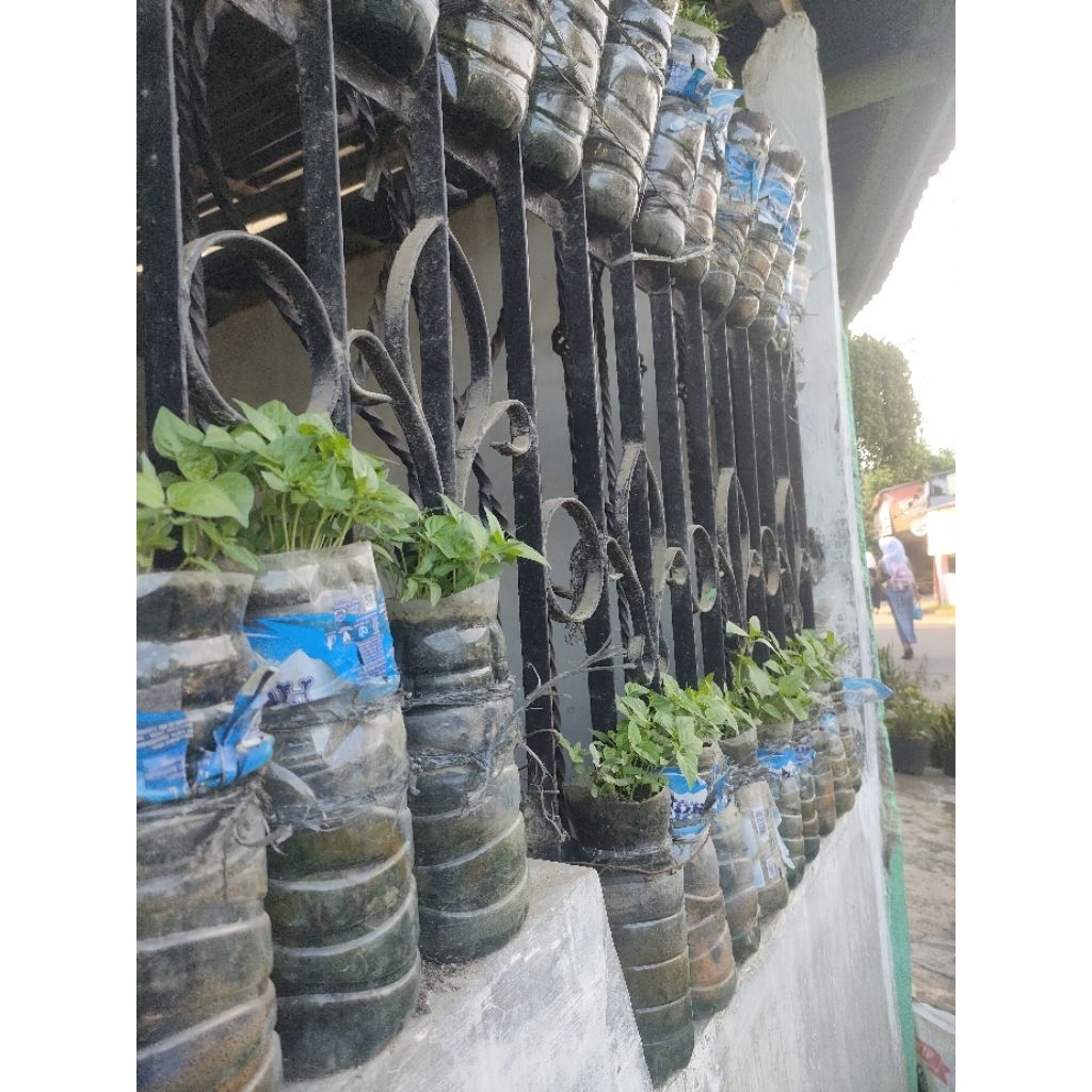 

kemangi/perikat/kilo