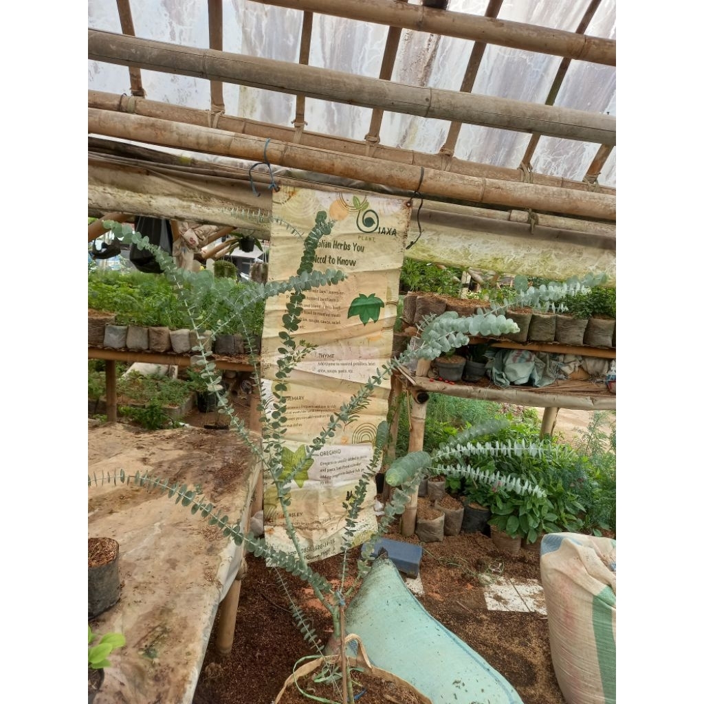 Tanaman Eucalyptus Ekaliptus Silver Dollar Bibit Size Besar Hias