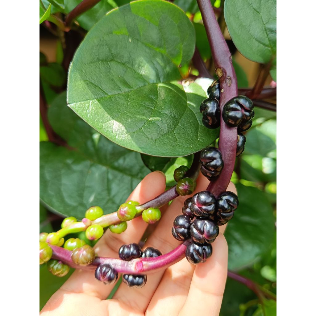 buah angkung segar organik