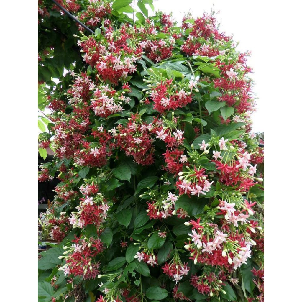 Tanaman Hias Melati Belanda Pohon Merambat Melati Belanda Bunga Melati Belanda Bunga Rambat Melati