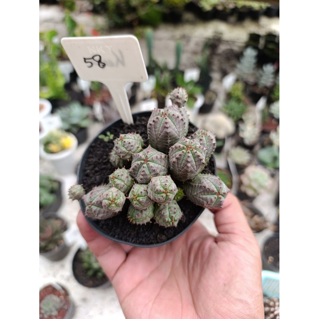 Euphorbia Globosa x obesa cluster | kaktus dan sukulen