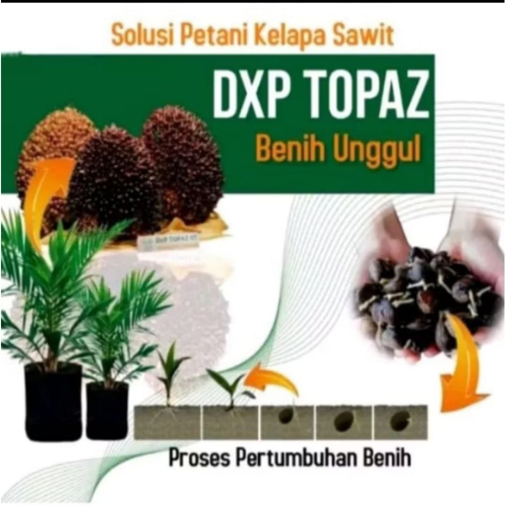 Bibit kelapa sawit DxP TOPAZ dapat sertifikat