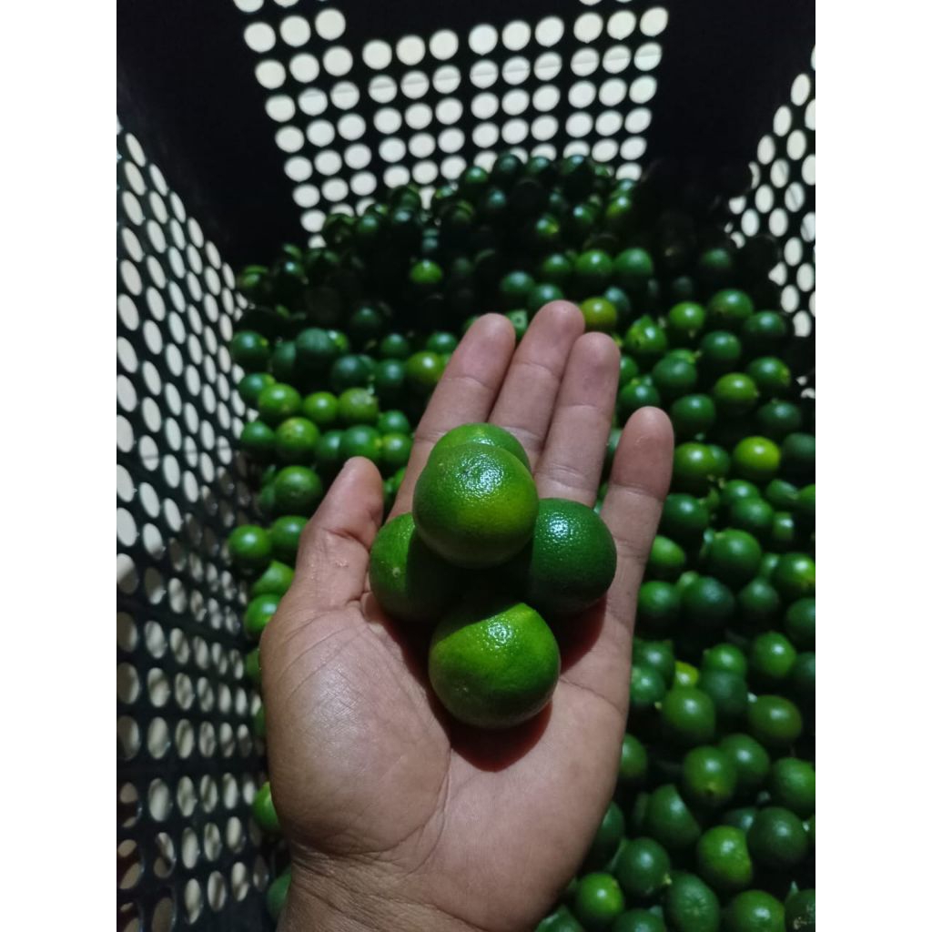 

1,kg jeruk sonkit jeruk kasturi segar