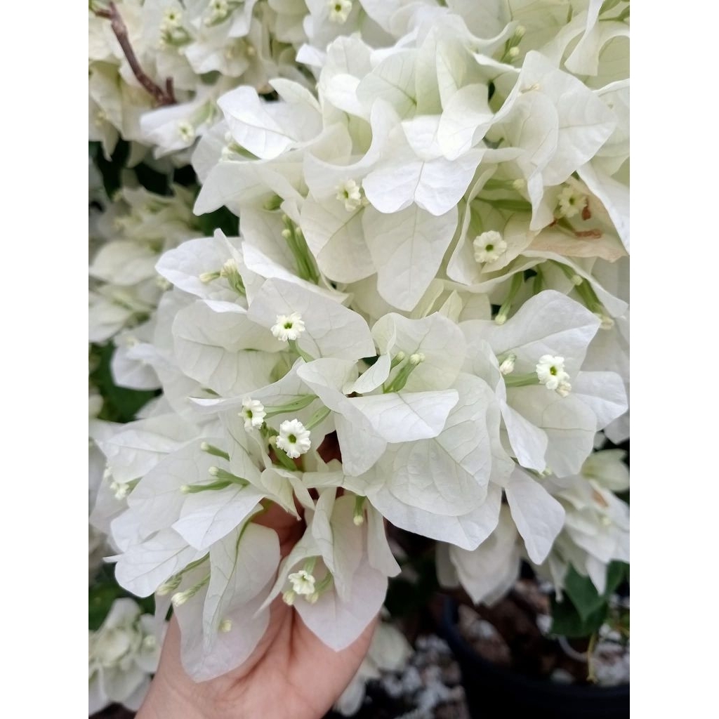 BIBIT PUTIH TISU BOUGENVILLE 100% ORIGINAL