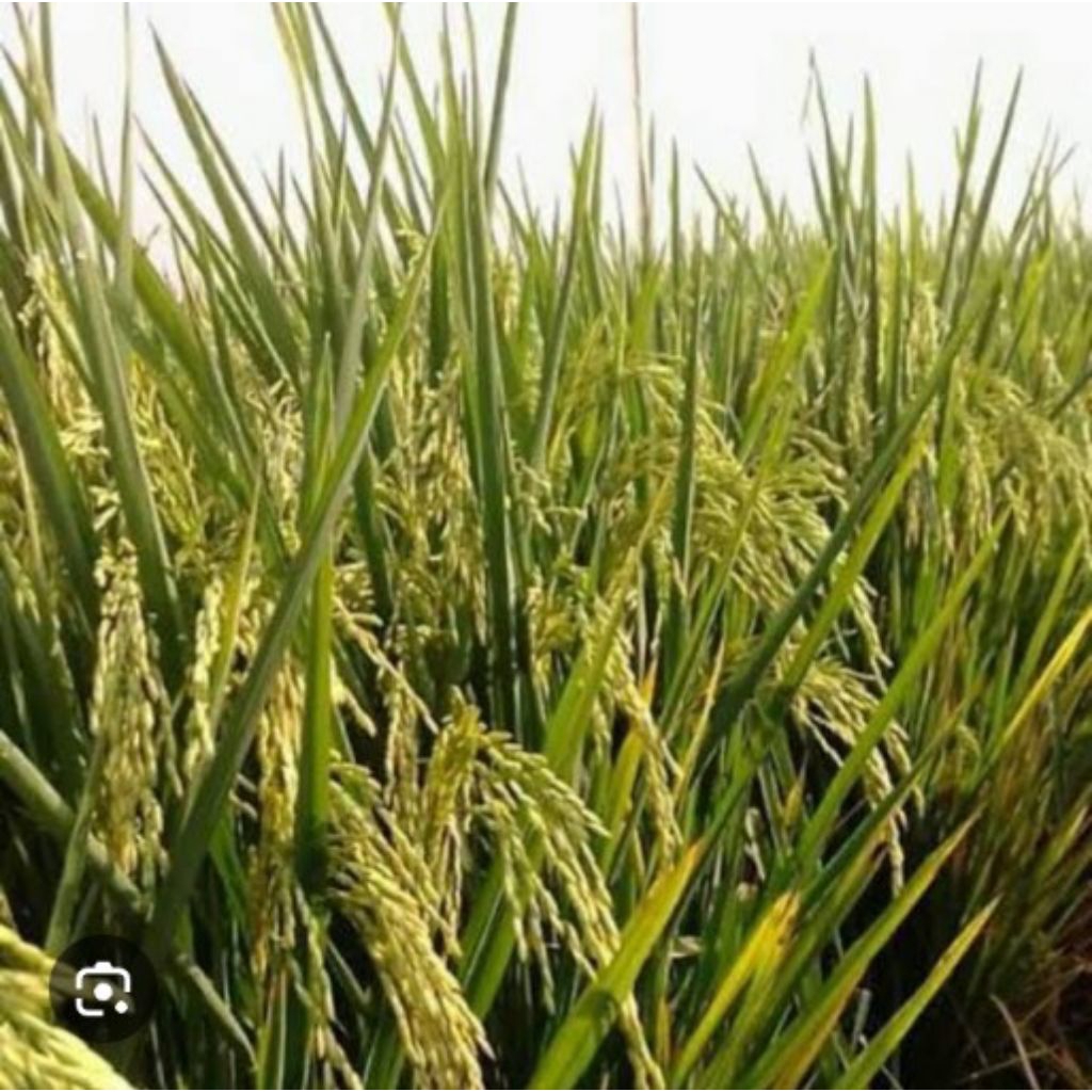 benih padi Inpari 32 kingkong kemasan 5kg kualitas unggul