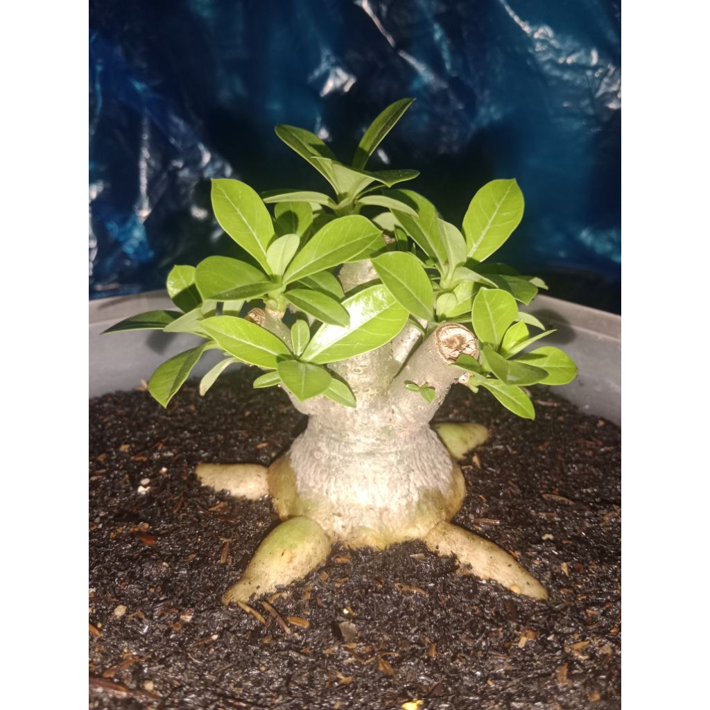 bonsai adenium/kamboja jepang